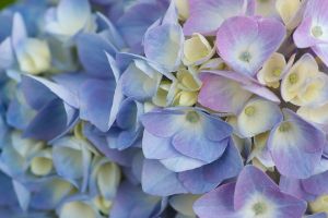 Blue hydrangea (Dwight Sipler).jpg