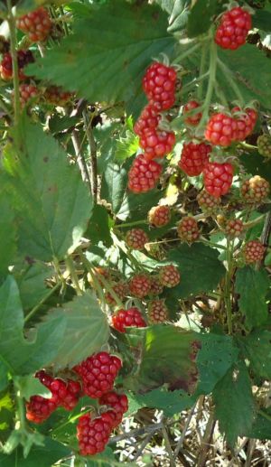 Red raspberries on bush (Tomwsulcer).jpg