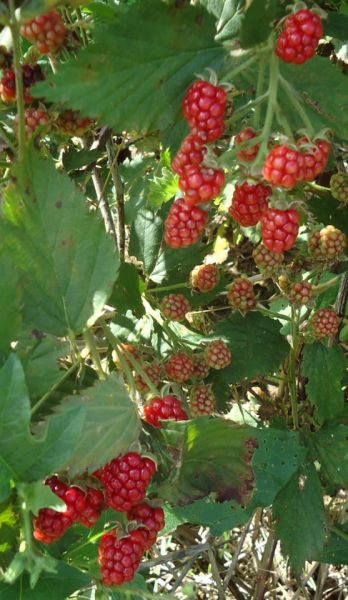 File:Red raspberries on bush (Tomwsulcer).jpg