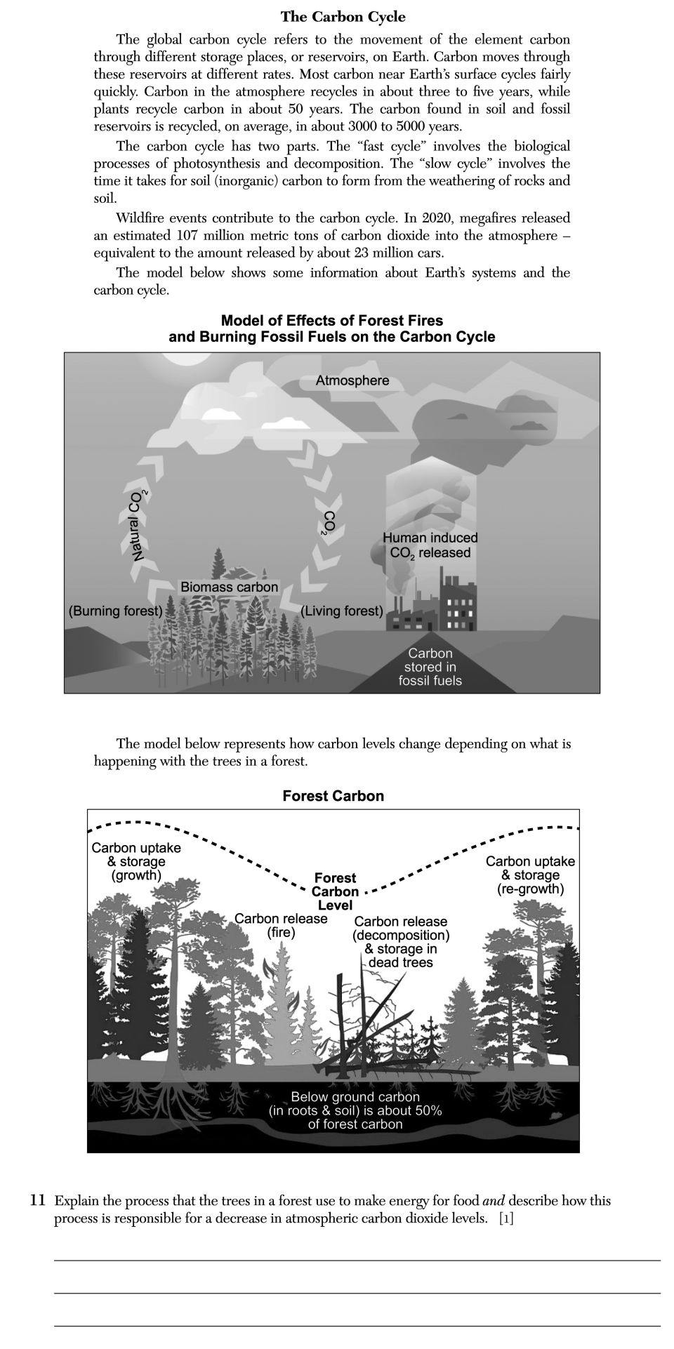 June 2025 Earth and Space Sciences Regents question 11, The Carbon Cycle cluster