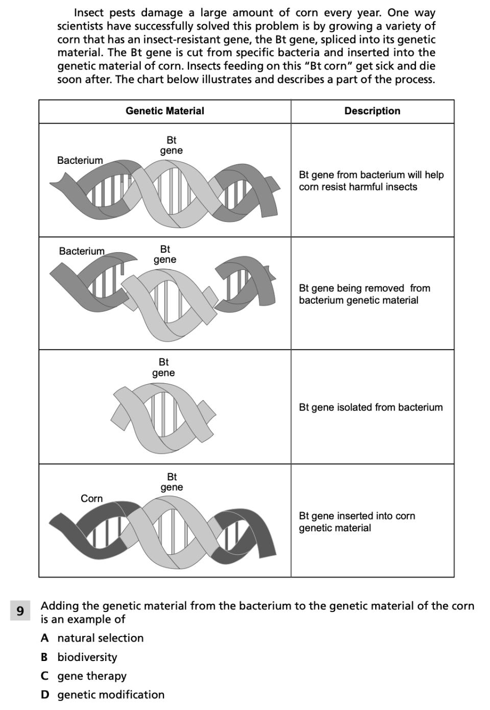 Spring 2024 Grade 8 Science Test question 9, Variation and Corn cluster