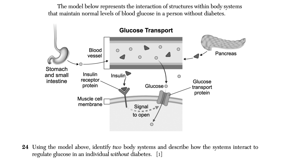January 2026 Biology Regents question 24, Diabetes cluster