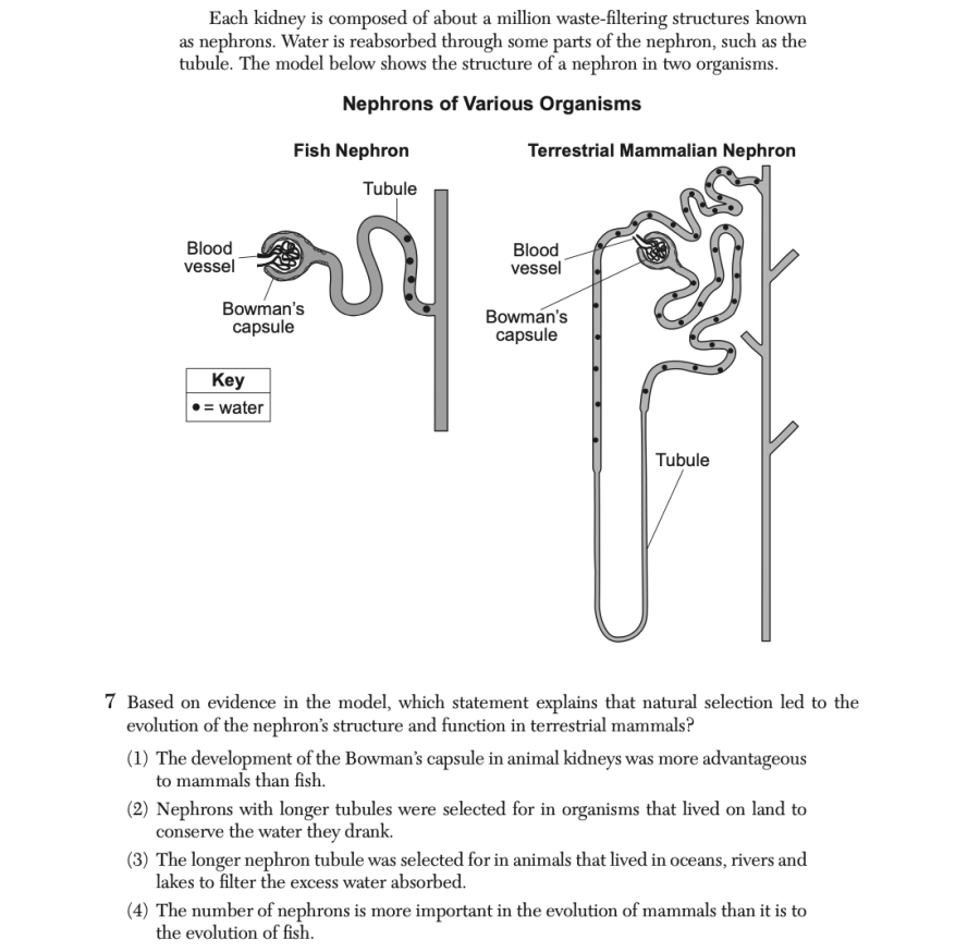 June 2025 Biology Regents question 7, Drinking Water Is Just The Beginning! cluster