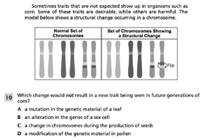Variation and corn 5.png