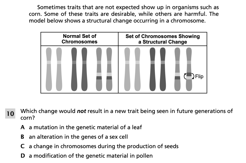 Spring 2024 Grade 8 Science Test question 10, Variation and Corn cluster
