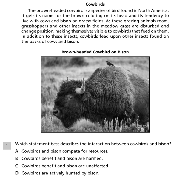 File:Cowbirds 1.png
