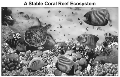 A Stable Coral Reef Ecosystem.png