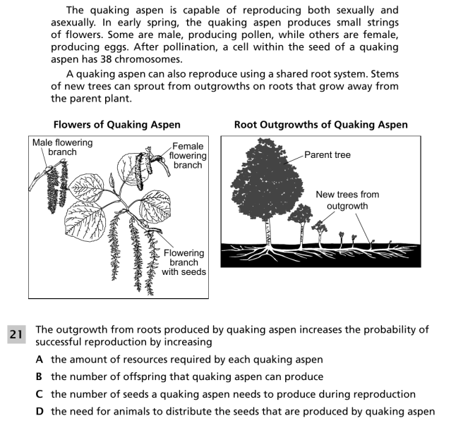 File:Quaking aspen 2.png