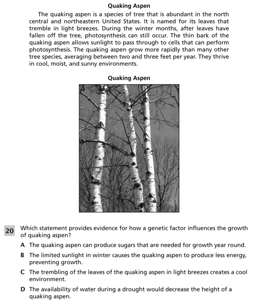 File:Quaking aspen 1.png
