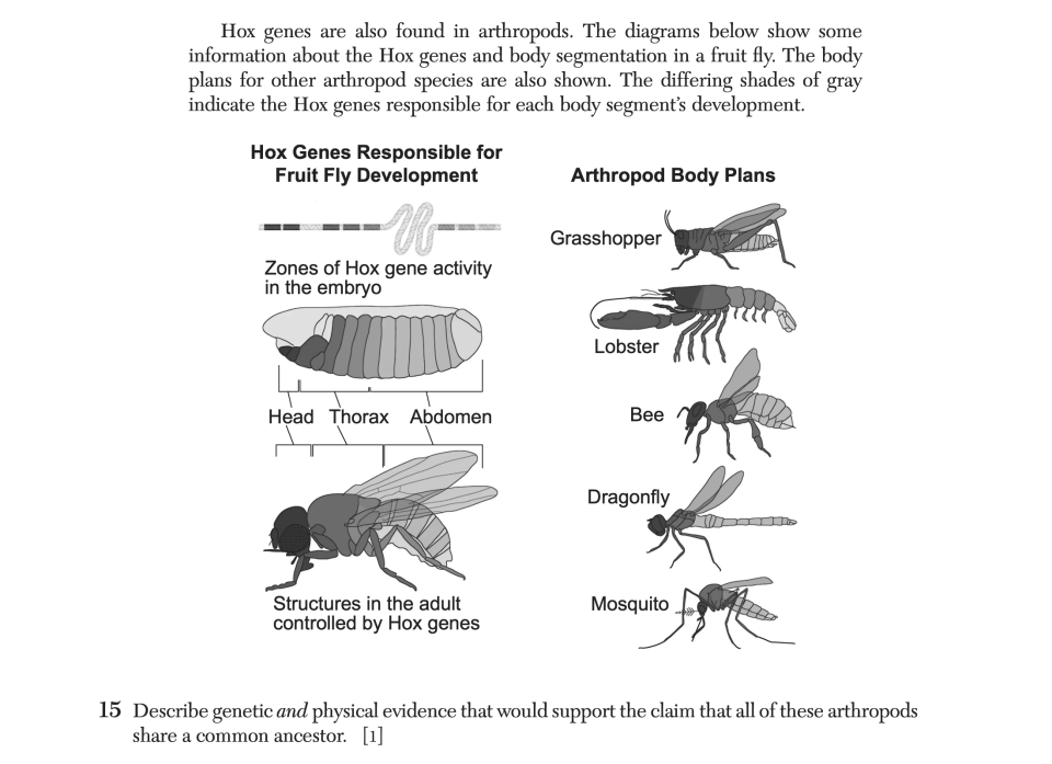 June 2025 Biology Regents question 15, Heads or Tails? cluster
