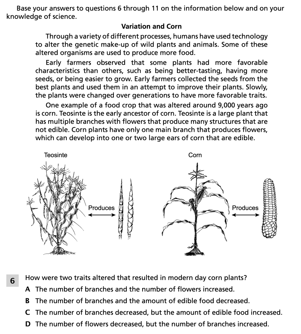Spring 2024 Grade 8 Science Test question 6, Variation and Corn cluster