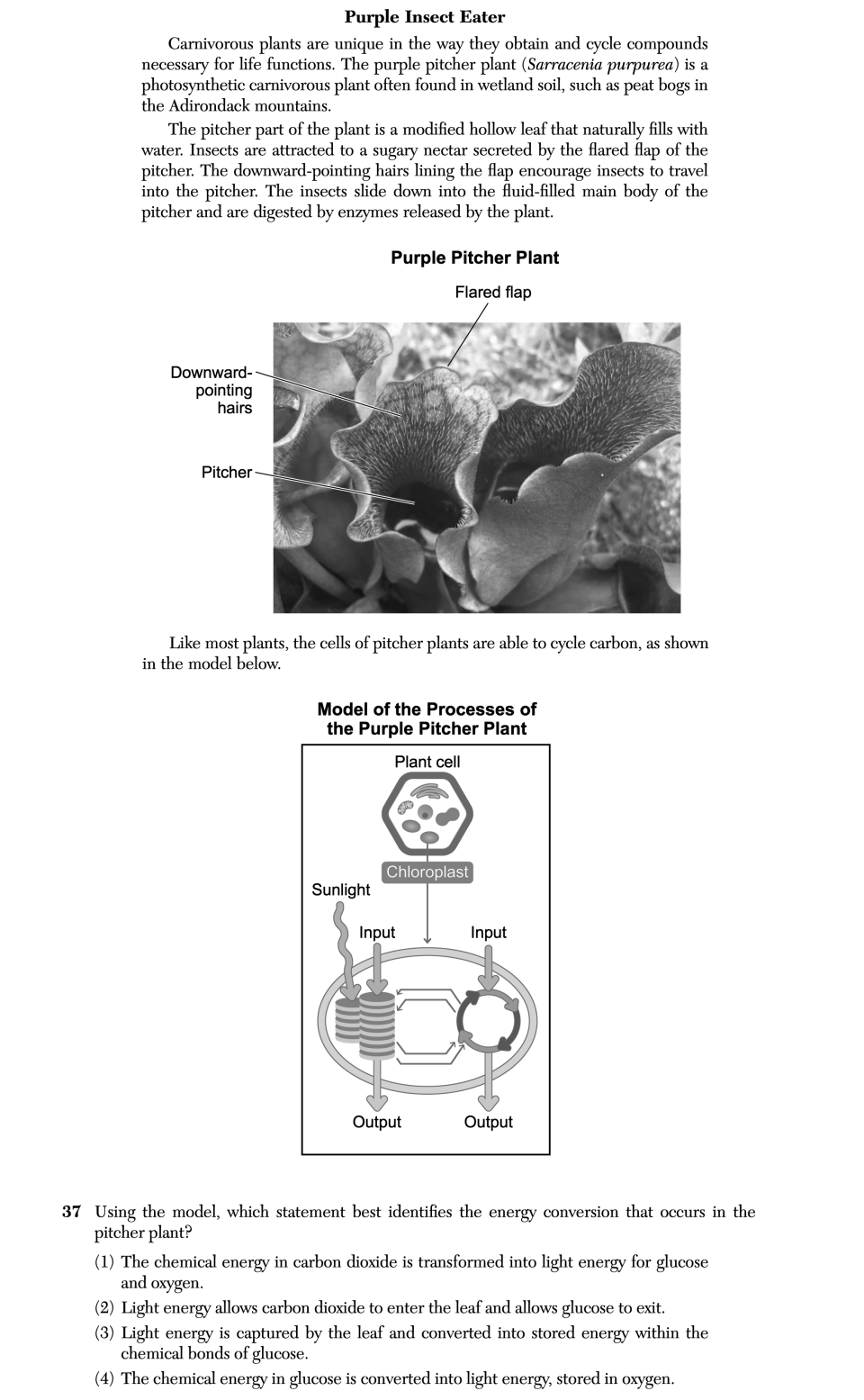 January 2026 Biology Regents question 37, Purple Insect Eater cluster