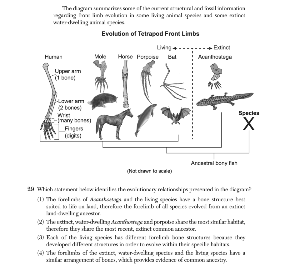 June 2025 Biology Regents question 29, Limb Evolution cluster