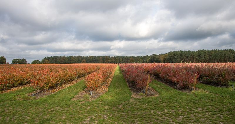 File:Blueberry field (Hannes Grobe).jpg