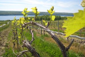 Finger Lakes vineyard (Plutor).jpg